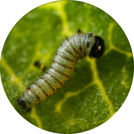 catepillar